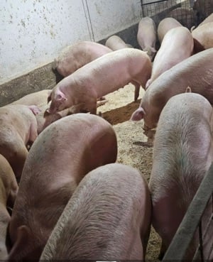 Porci mari 100-150kg