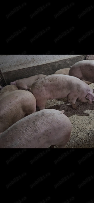 Porci mari 100-150kg - imagine 2 Porci mari 100-150kg - imagine 2