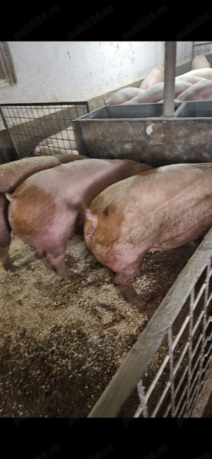 Porci mari 100-150kg - imagine 3 Porci mari 100-150kg - imagine 3