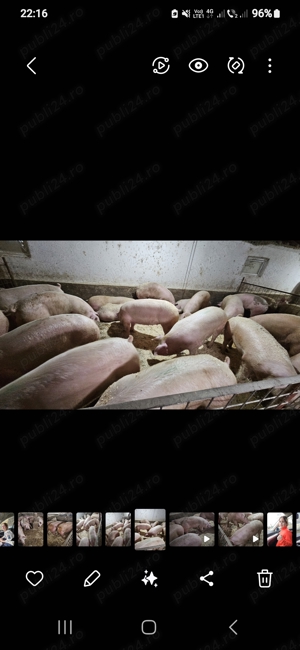 Porci mari 100-150kg - imagine 4 Porci mari 100-150kg - imagine 4