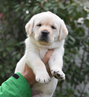 Pui Labrador Retriever galbeni cu Pedigree valoros, parinti testati, campioni - imagine 2