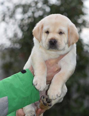 Pui Labrador Retriever galbeni cu Pedigree valoros, parinti testati, campioni - imagine 3