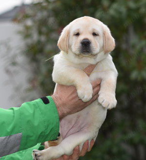Pui Labrador Retriever galbeni cu Pedigree valoros, parinti testati, campioni - imagine 4