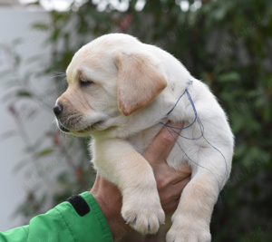 Pui Labrador Retriever galbeni cu Pedigree valoros, parinti testati, campioni - imagine 5