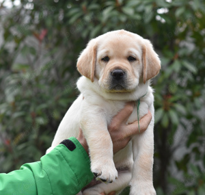 Pui Labrador Retriever galbeni cu Pedigree valoros, parinti testati, campioni