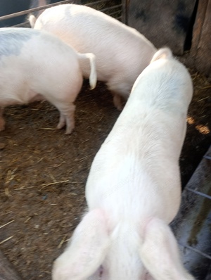 Porci de vinzare