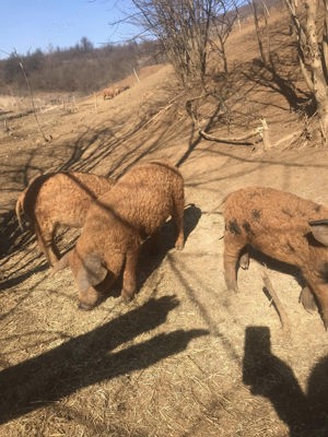 Purcei Mangalita scrofite gestante  - imagine 3