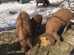 Purcei Mangalita scrofite gestante  - imagine 2