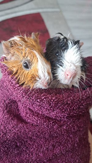 porci de guineea - imagine 5