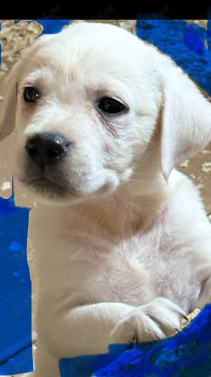 mascul  si femele labrador cu pedigree tip A 