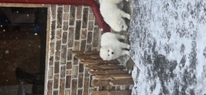 Vand Samoyed  - imagine 4