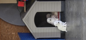 Vand Samoyed 