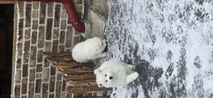 Vand Samoyed  - imagine 3