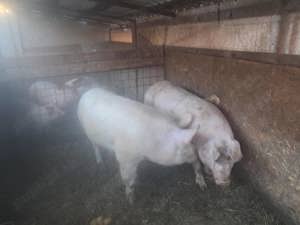 Porc în jur de 200 kg