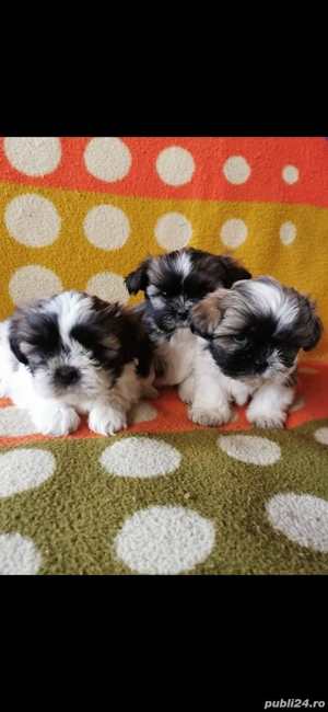 Shih tzu pui