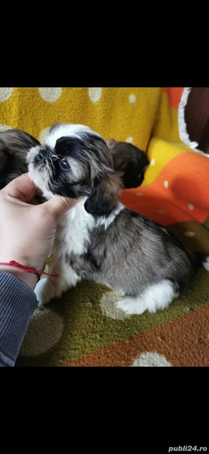 Shih tzu pui - imagine 2