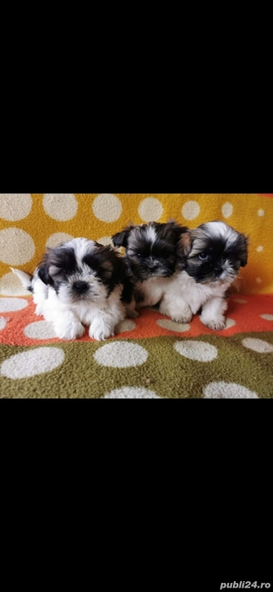 Shih tzu pui - imagine 3