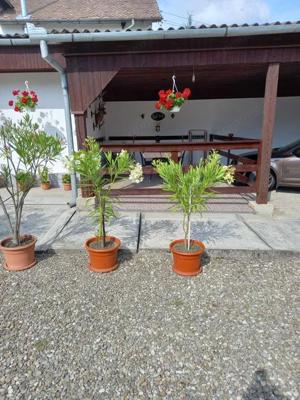 Ultracentral! Casă cu Teren generos,  zona PENNY, Săcele - Brașov - imagine 6