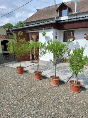 Ultracentral! Casă cu Teren generos,  zona PENNY, Săcele - Brașov - imagine 7