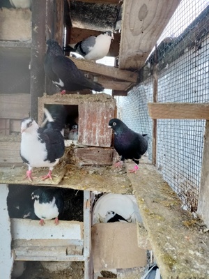 Jucătorii de Galați moriscari - imagine 2