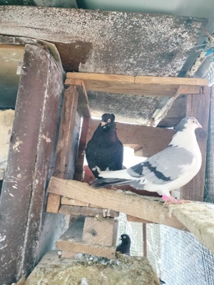 Jucătorii de Galați moriscari