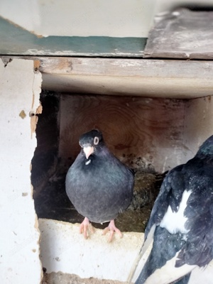 Jucătorii de Galați moriscari - imagine 3