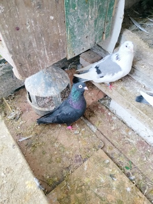 Jucătorii de Galați moriscari - imagine 4