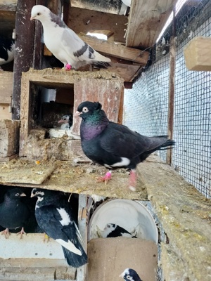 Jucătorii de Galați moriscari - imagine 5