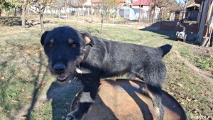 jagdterrier mascul 