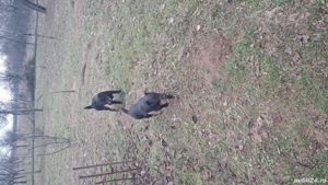 jagdterrier mascul  - imagine 2