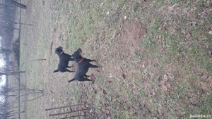 jagdterrier mascul  - imagine 3