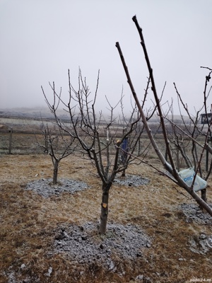curățăm pomi fructiferi