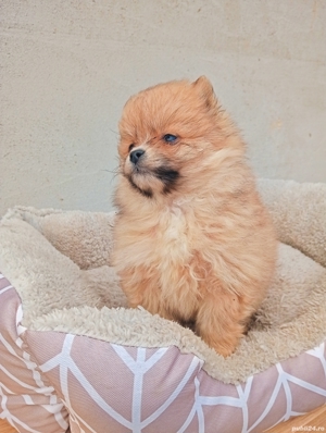 Pomeranian 