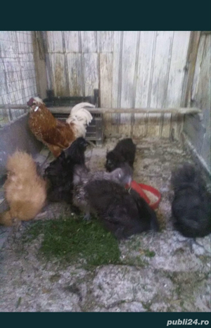 Gaini rasa: Matase japoneza, Cochinchina pitic, Araucana - imagine 5