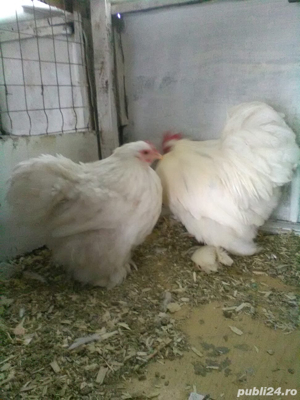 Gaini rasa: Matase japoneza, Cochinchina pitic, Araucana - imagine 3