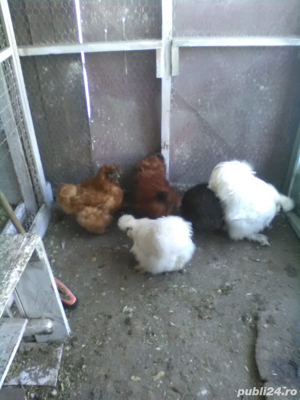 Gaini rasa: Matase japoneza, Cochinchina pitic, Araucana