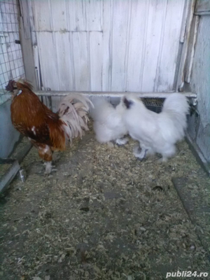 Gaini rasa: Matase japoneza, Cochinchina pitic, Araucana - imagine 2