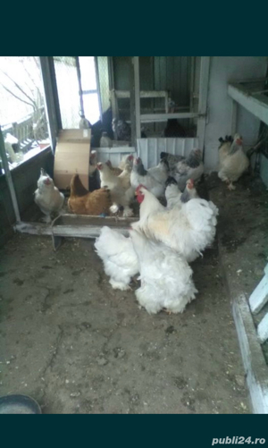 Gaini Brahma, Pereche Cochinchina talie mare alb si bobat - imagine 3