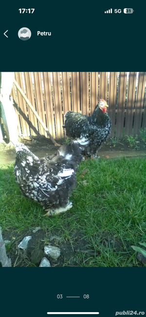 Gaini Brahma, Pereche Cochinchina talie mare alb si bobat - imagine 4