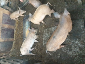 Vand purcei pentru proțap - imagine 5 Vand purcei pentru proțap - imagine 5