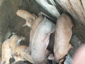 Vand purcei pentru proțap - imagine 4 Vand purcei pentru proțap - imagine 4