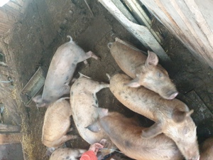 Vand purcei pentru proțap