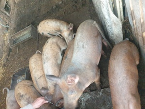 Vand purcei pentru proțap - imagine 3 Vand purcei pentru proțap - imagine 3