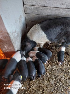 Porci  Bazna  cu certificat de origine. 