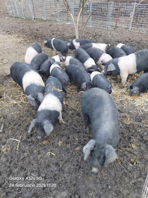 Porci  Bazna  cu certificat de origine.  - imagine 2