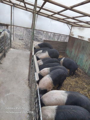 Porci  Bazna  cu certificat de origine.  - imagine 4