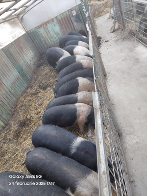 Porci  Bazna  cu certificat de origine.  - imagine 5
