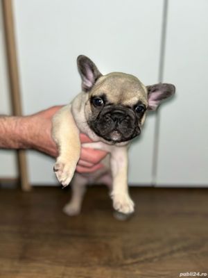 Vând căței Bulldog francez,dețin ambii parinti!