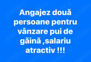 Angajez doua persoane la vanzare de pui