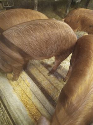 Vând doi porci de 150 kg - imagine 2 Vând doi porci de 150 kg - imagine 2